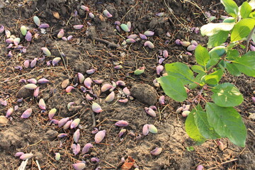 A group of small plants