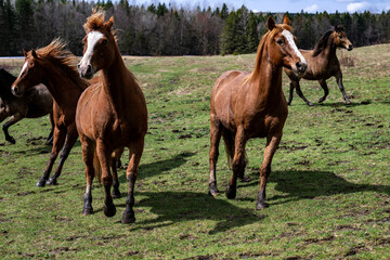 Beautiful quarter horses running in a field
