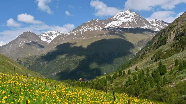 Alpine meadow with wildflowers dandelion and buttercups near the village Vent in the �tztal valley in Tyrol Austria during a beautiful springtime day in the Alps.
