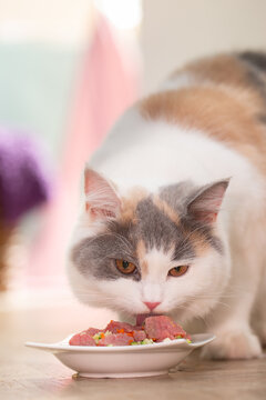 Katze frisst BARF Fleisch