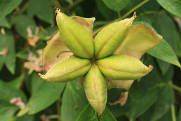 A close up of a leaf