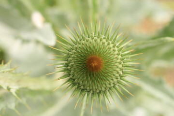 A close up of a flower