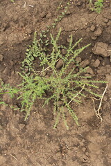 A green plant growing out of the ground