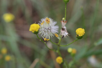 A close-up of a flower