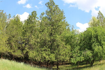 Obraz premium A group of trees in a grassy field