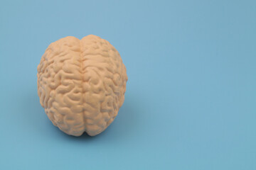 Human brain model on blue background with copy space for text.