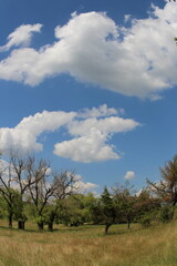 Obraz premium A field with trees and blue sky