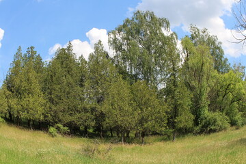 A group of trees in a field