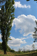 A grassy field with trees and blue sky with clouds