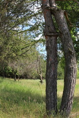 Fototapeta premium A tree in a grassy area