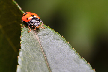Orange and Black Ladybird at Tip of Green Leaf