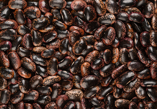Scarlet Runner beans, from above. Dried and raw runner beans, seeds of Phaseolus coccineus, also known as multiflora or butter bean. In Austria they are called beetle-bean. Background food photo.