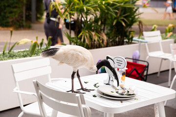 ironic photo of a white ibis eating in front of a don't feed the ibis sign