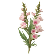 snapdragon flower stalk , isolated on transparent background cutout 