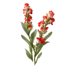 flower stalk with leaves , isolated on transparent background cutout