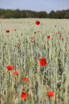 Red poppy flowers in a wheat field, Gotland Sweden.