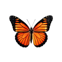 orange black butterfly standing , isolated on transparent background cutout 