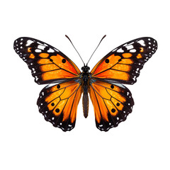 Fototapeta na wymiar orange black butterfly standing , isolated on transparent background cutout 
