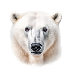 polar bear face shot , isolated on transparent background cutout