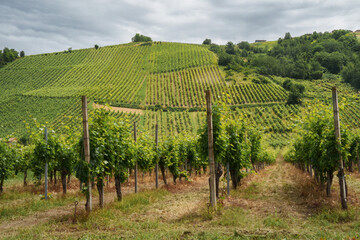 Fototapeta na wymiar Hills of Oltrepo Pavese at June. Vineyards