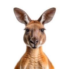 kangaroo face shot isolated on transparent background cutout