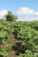 A field of green plants