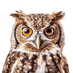 eastern screech owl face shot , isolated on transparent background cutout 