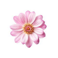 pink flower isolated on transparent background cutout
