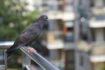 A pigeon sitting on an aluminum balcony railing.