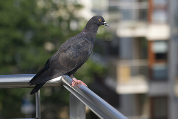 A pigeon sitting on an aluminum balcony railing.
