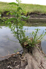 A tree with a plant growing out of it