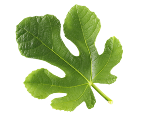 Common fig green leaf isolated on white, clipping path