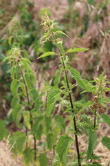 A close-up of a plant