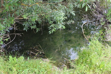 A stream running through a forest