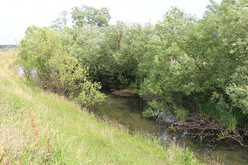 A river with trees and grass