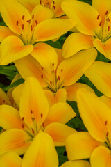 Obraz premium Blooming yellow lilies in a summer sunset light macro photography. Garden lily flowers with bright orange petals in summertime, close-up photography. Large flowers in sunny day floral background.
