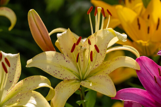 Blooming yellow lily in a summer sunset light macro photography. Garden lillies with bright orange petals in summertime, close-up photography. Large flowers in sunny day floral background.