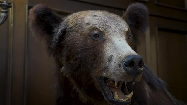 Stuffed brown bear as a trophy in a hunter's house