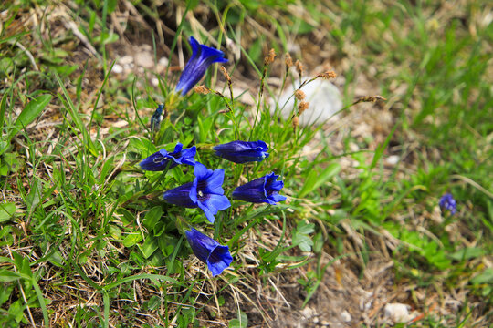 Close up from Gentiana clusii in alps mountains