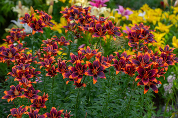 Multicolor lily flower macro photography in a summer day. Bright garden flowers with bicolor petals on a green background closeup photo.	