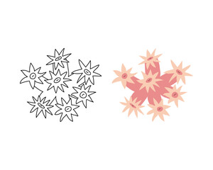 Color and black-and-white linear image of the solar coral. Marine or aquarium animal. Vector illustration icon in a flat and doodle style.