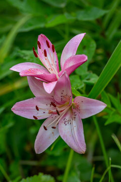 Blooming pink lily on a green background on a summer sunny day macro photography. Garden lillies with bright pink petals in summer, close-up photography.