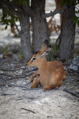 Black Faced Impala resting at Etosha Park in Namibia
