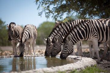 Fototapeta na wymiar Zebras on a pond at Etosha National Park in Namibia