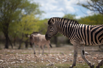 Obraz na płótnie Canvas Zebra at Etosha National Park in Namibia