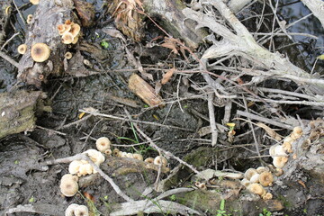A pile of mushrooms