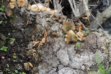 A group of brown and white mushrooms
