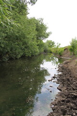 Fototapeta premium A stream with a tree on the side