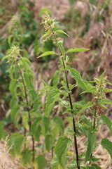 A close-up of a plant