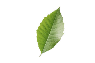 Obraz premium Green tree leaf isolated on white background. Full Depth of field. Focus stacking. PNG. Generative AI